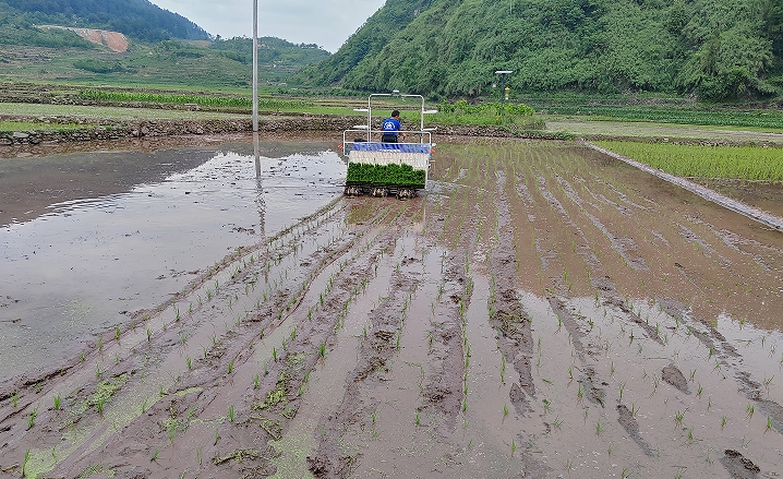  探秘贵州西山贡米的诞生之地：尚绿优品考察团队的深度考察之旅
